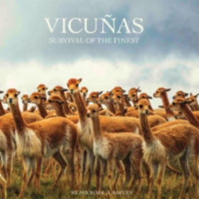 Vicunas_the_survival_of_the_finest.jpg&width=280&height=500